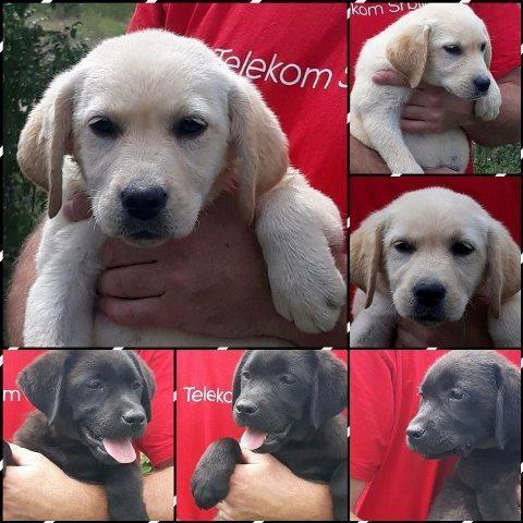 Labrador retriver