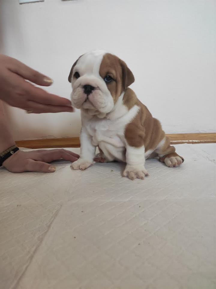 Engleski-buldog