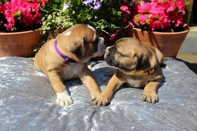 Kvalitetni štenad bullmastiff za usvajanje