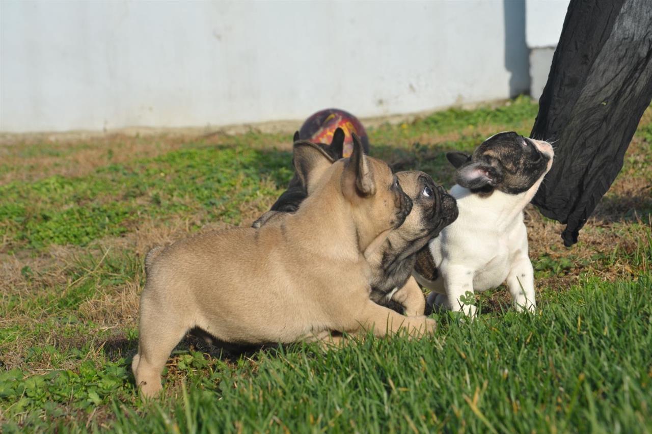 Francuski-buldog-štenci-
