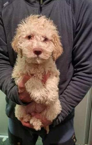 Lagotto Romagnolo, stenad