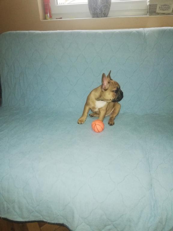 Francuski-buldog-stenad