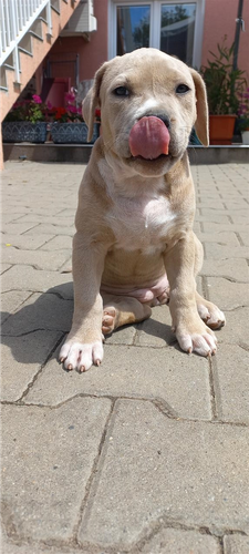 Pitbull pit bul terijer