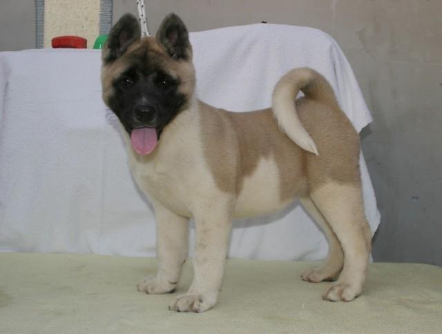 Americka akita  stenci