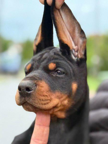 Doberman-štenci--crni-i-braon