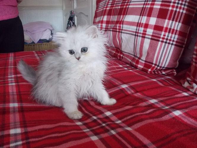 Persian Kittens