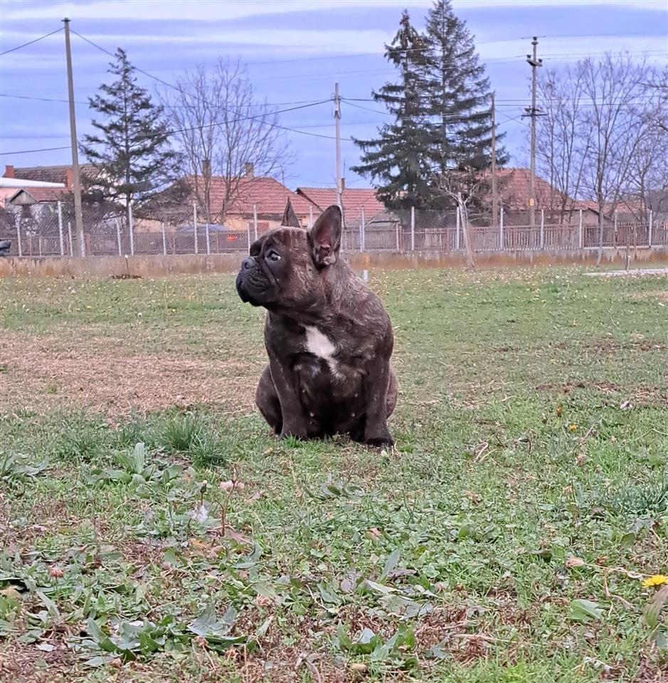 Francuski-buldog-zenka