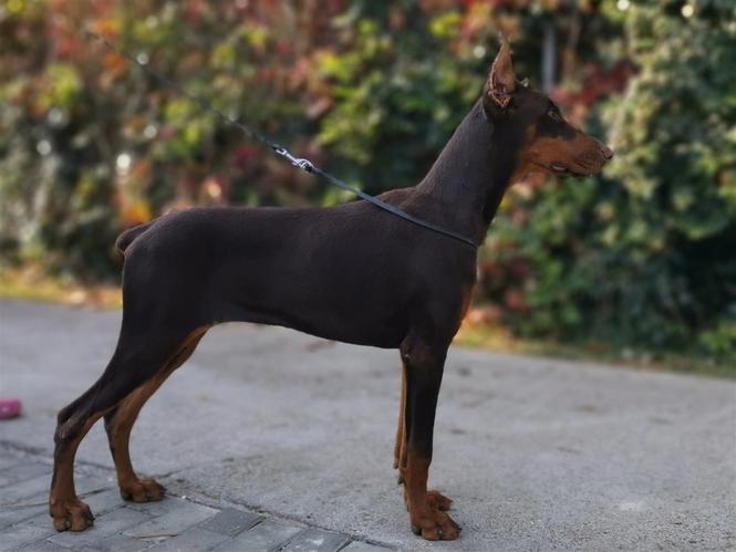 Doberman mlad pas