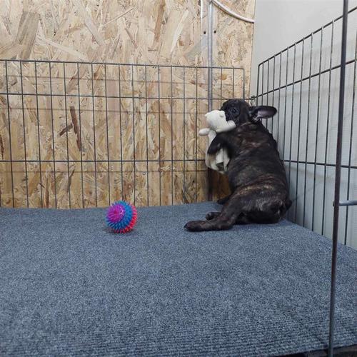 Francuski buldog crni