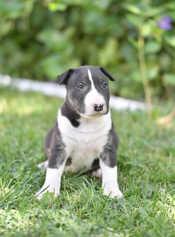 Engleski-BULL-TERRIER-standard-velicine---3-decaka