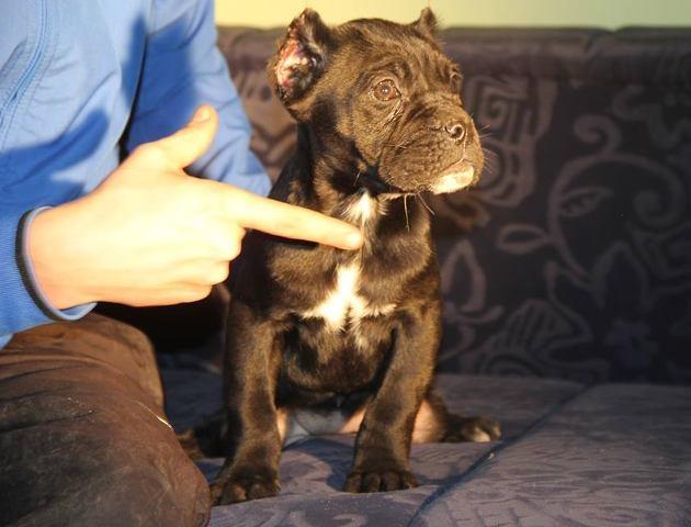 Cane Corso stenci - iz dva vrhunska legla