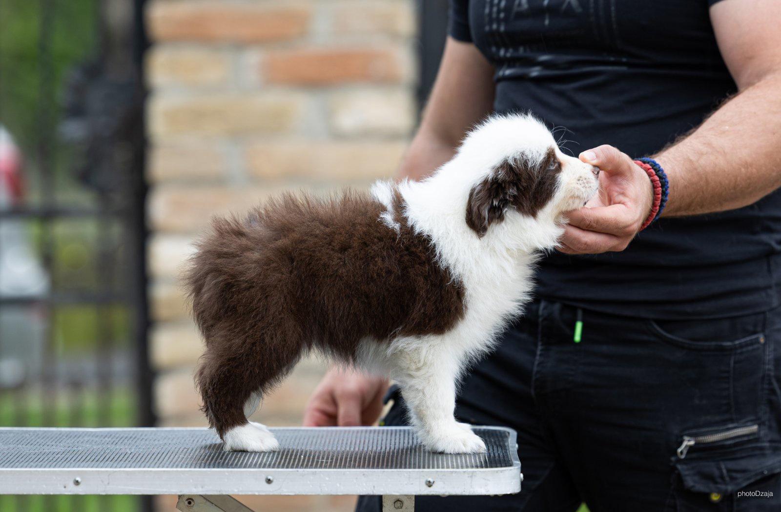 Border-Collie-Border-Koli-štenci