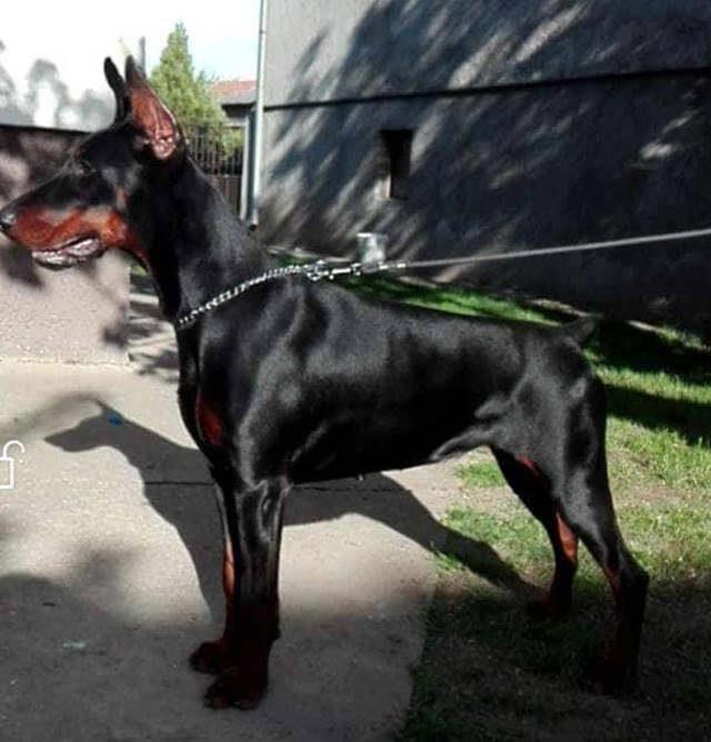 DOBERMAN-stenci-vrhunskog-porekla