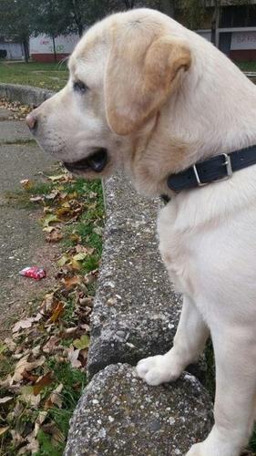 Labrador štenci 