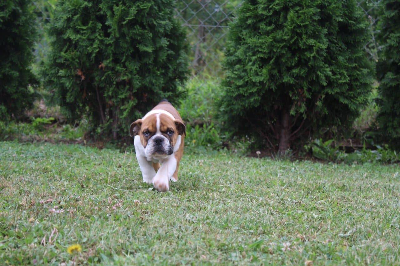 Engleski-buldog-štene