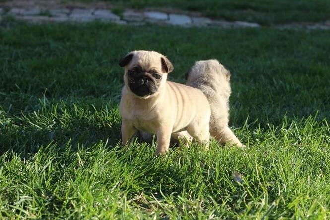 Mops