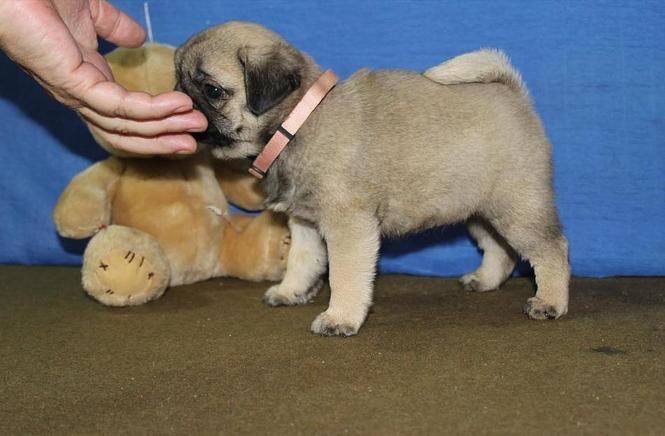 Mops