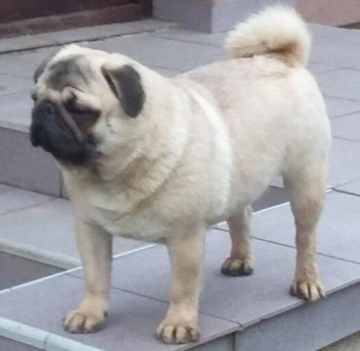 Mops mužjak na prodaju