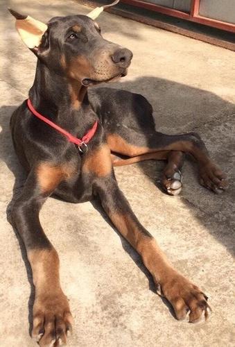Doberman štenci, dve plave ženke 