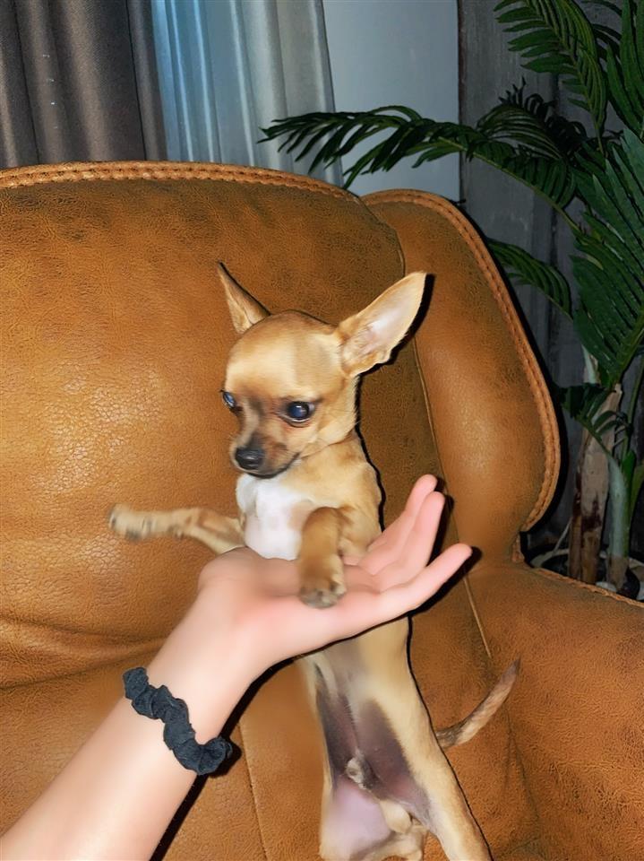 Prodaje-se--Chihuahua