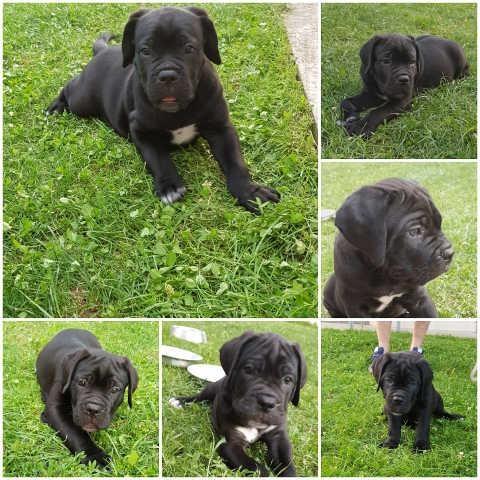 CANE CORSO - izuzetno dobre krvne linije