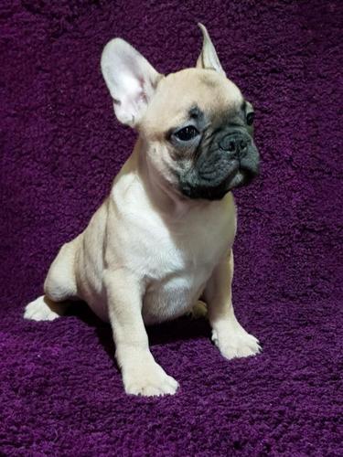 Francuski buldog stenad