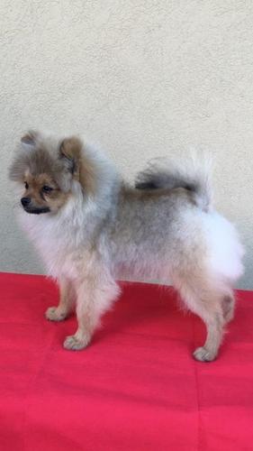 Pomeranski spic,Pomeranac,musko stene