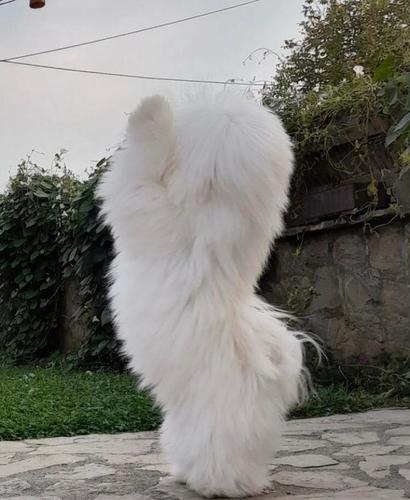 Coton de Tulear (Tulearski pas) štenci