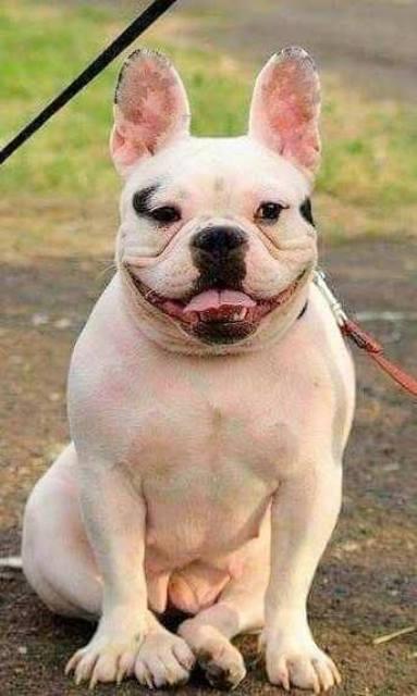 Francuski-buldog