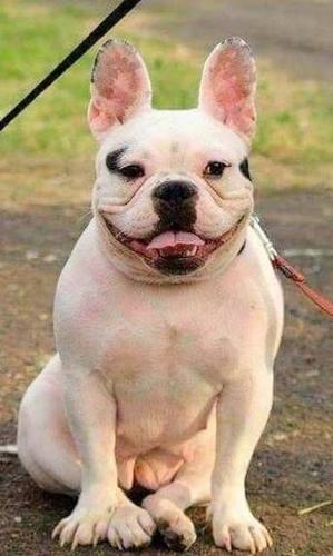 Francuski buldog