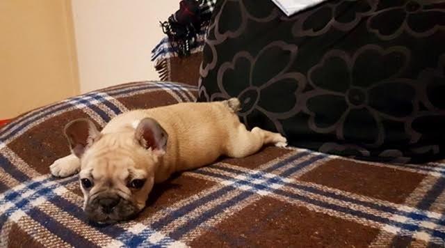 Francuski-buldog--musko-stene-