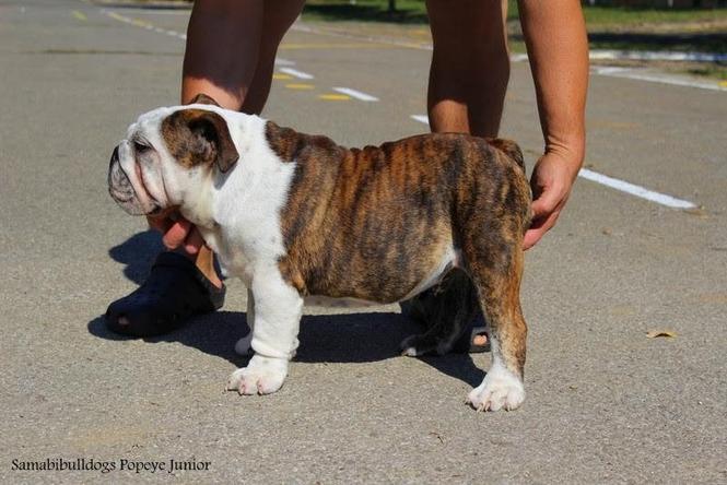 Engleski buldog 