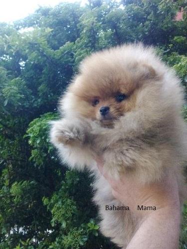 Pomeranac - Boo, štenci na prodaju