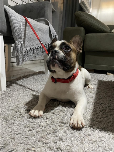 Francuski buldog štenci