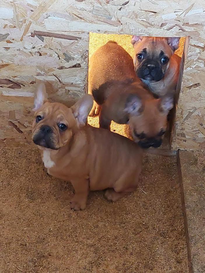 Francuski-Buldog--prelepi-štenci