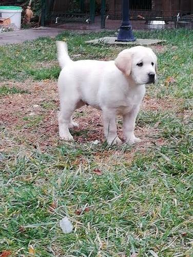 Labrador retriver, musko stene