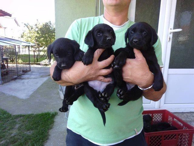 Labrador-retriver-stenci---vrhunsko-leglo