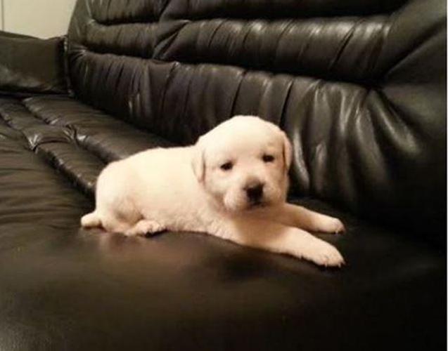 Štenci LABRADORA vrhunskog kvaliteta
