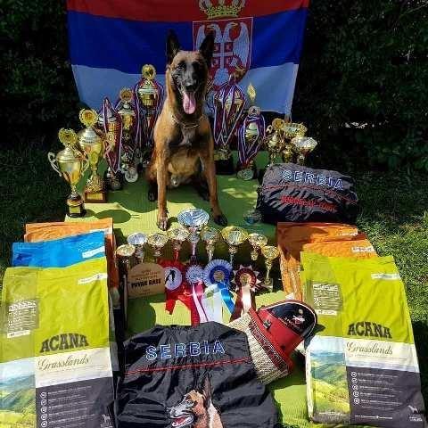 Belgijski-ovcar-Malinoa--stenci
