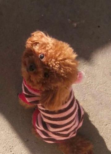 Patuljasta pudla, muško štene