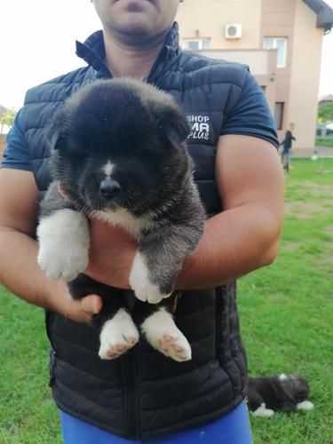Američka Akita štenci