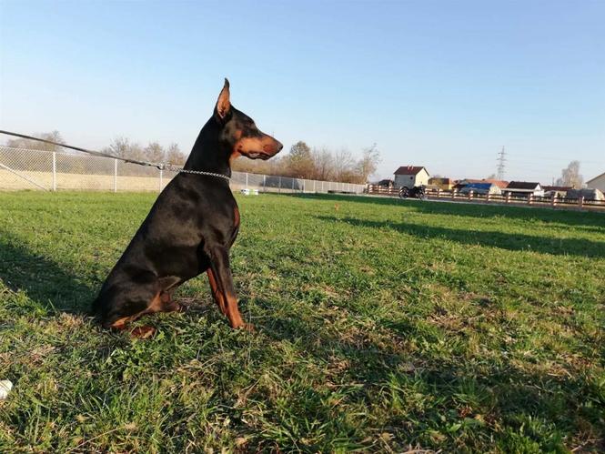 Doberman štenci
