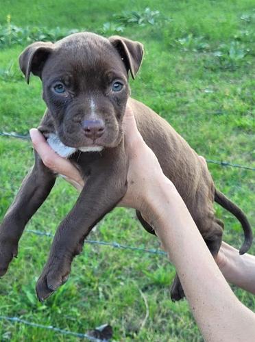 American PitBull Terrier Blue Nose na prodaju