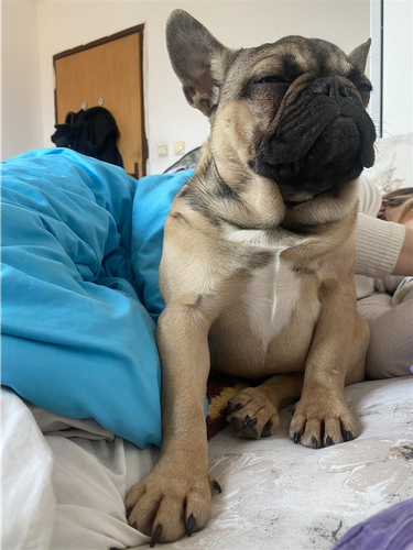 Francuski buldog žensko štene