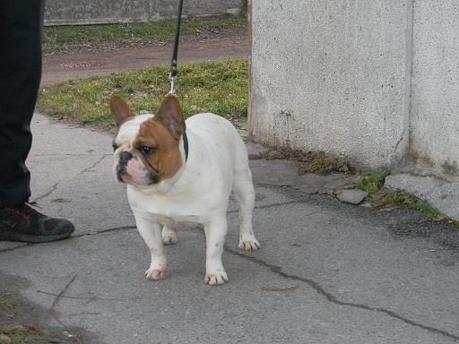 Francuski-buldog-