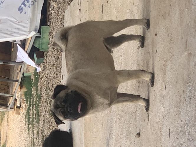 Mops pas