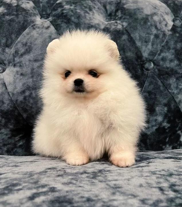 Pomeranski-i-Nemacki-spic-spic