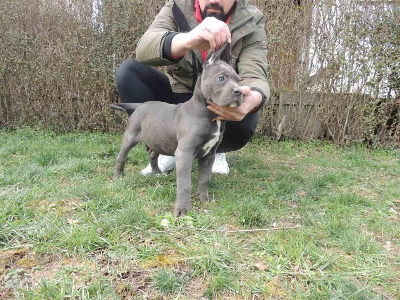 Cane-Corso-stenci