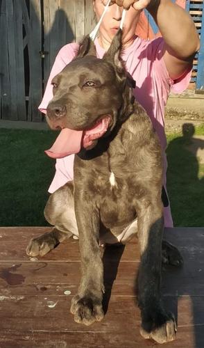 Cane corso stenci sive boje