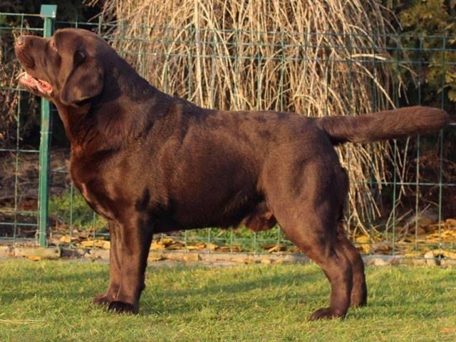 LABRADOR RETRIVER stenci - izlozbenog potencijala